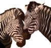 "Zebra Couple"