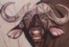 "Buffalo"