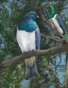 "New Zealand Wood Pigeons"