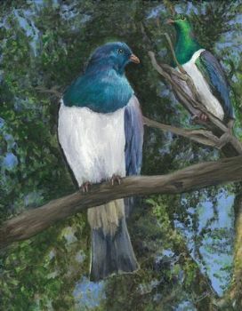 "New Zealand Wood Pigeons"