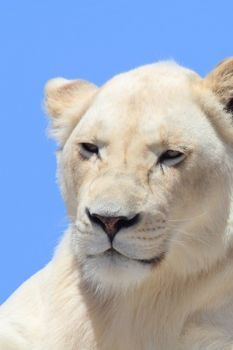 "White Lion"