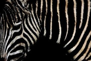 "Zebra Introspective"