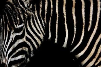 "Zebra Introspective"