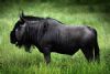 "Wildebeest"