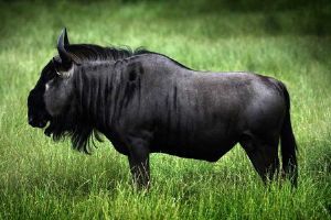 "Wildebeest"