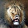 "Lion Head"