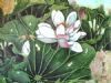 "Lily and Dragonfly 2"