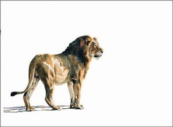 "Lion - Mr Majestic"