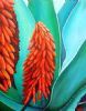 "Ferox Aloes"