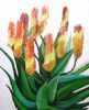 "Three Color Aloes"