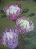 "Protea"