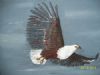 "African Fish Eagle in Flight"