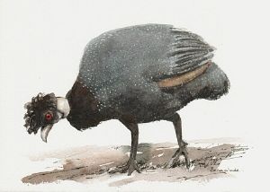 "Crested Guineafowl"