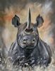 "Rhino Stare"