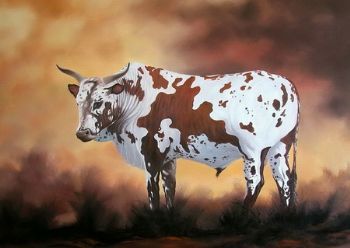 "Nguni Bull 2"