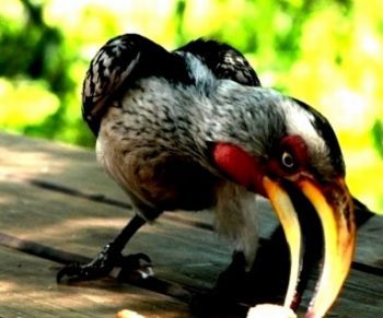 "Yellowbilled Hornbill"