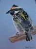 "Barbet"