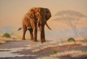 "Elephant 02"
