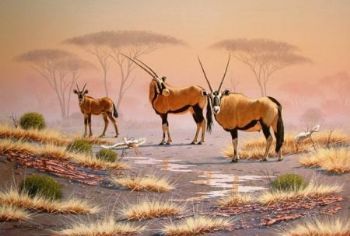 "Gemsbok 01"