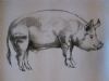 "Pig Study 1"