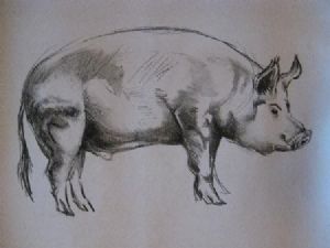 "Pig Study 1"