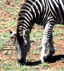"Burchell's Zebra"