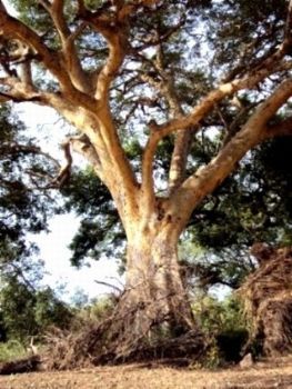 "Sycamore Fig - Kruger National Park"