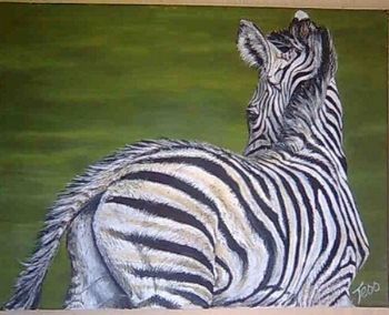 "Baby Zebra"