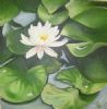 "Waterlily"