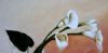 "White Lilies in Vase"