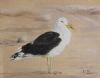 "Seagull 1"
