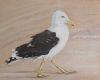 "Seagull 2"