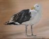 "Seagull 3"
