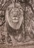 "King Judah"