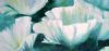 "White Poppies"