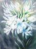 "Phantom Agapanthus"