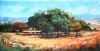 "Natal Farm with Trees"