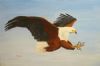 "Fish Eagle"