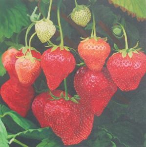 "Fraises de Bois"