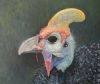 "Guineafowl"