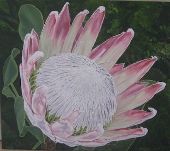 "King Protea"