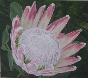 "King Protea"