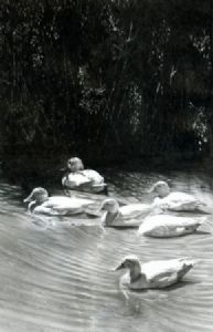 "Placid Waters"