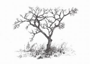 "Summer Wood"
