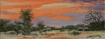"Aloe Sunset 3"