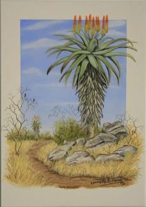 "Aloe Afrikana "