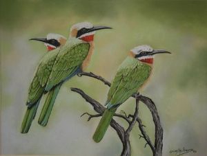 "White Fronted Bee Eaters"