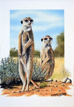 "Two Meercats"