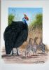 "Guineafowl"