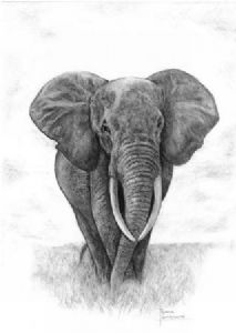 "Elephant"